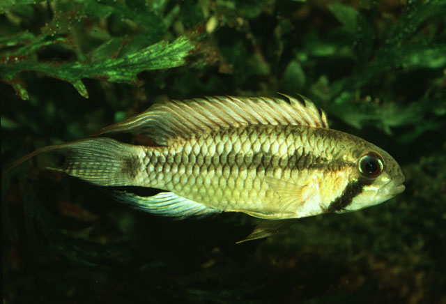 Apistogramma brevis