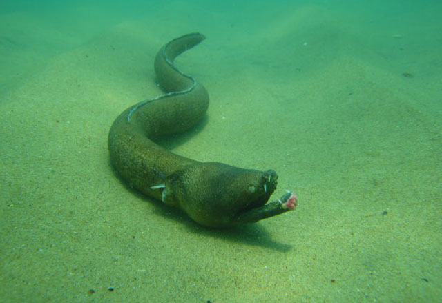 Aplatophis chauliodus