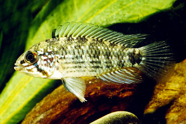 Apistogramma commbrae