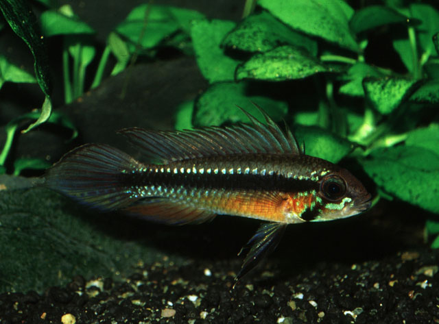 Apistogramma elizabethae