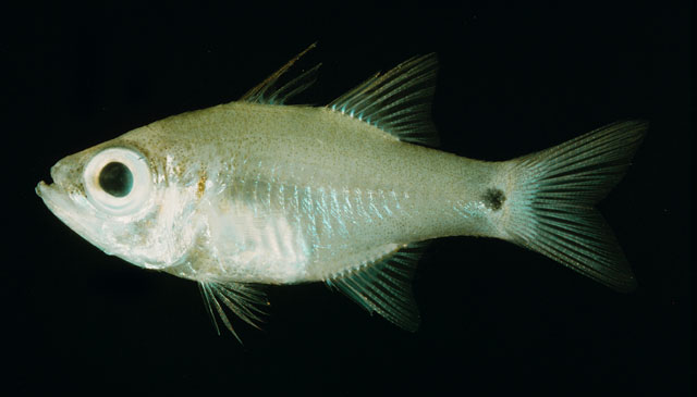 Zoramia fragilis