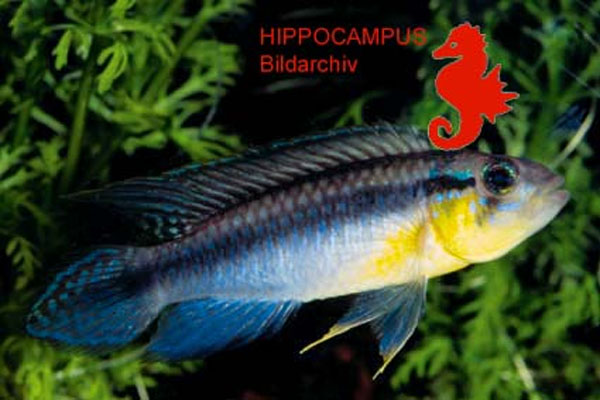 Apistogramma gephyra