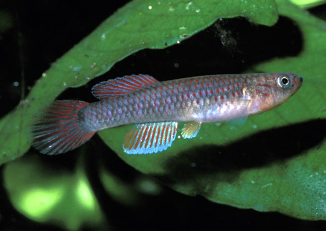 Aphyosemion herzogi