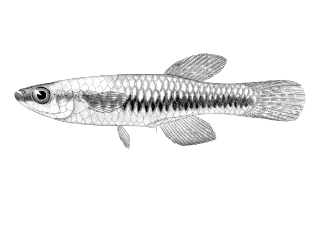 Lacustricola katangae