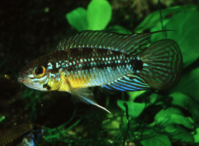 Apistogramma linkei