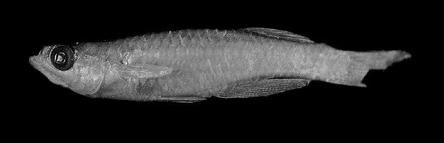 Lacustricola moeruensis