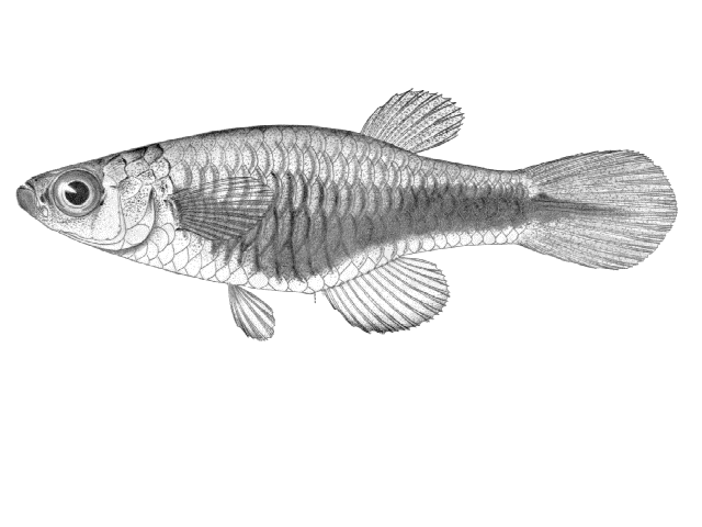 Lacustricola nigrolateralis