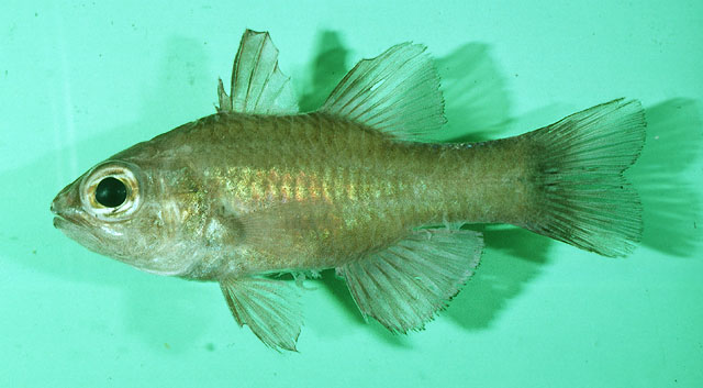 Ostorhinchus pallidofasciatus