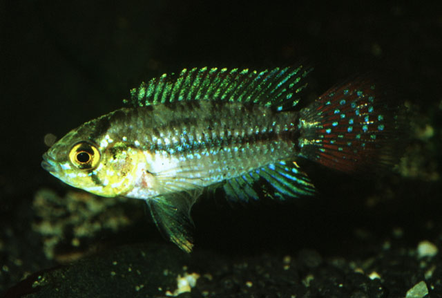 Apistogrammoides pucallpaensis