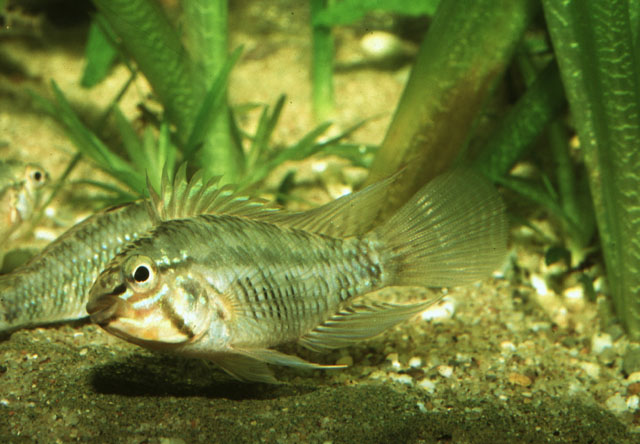 Apistogramma resticulosa