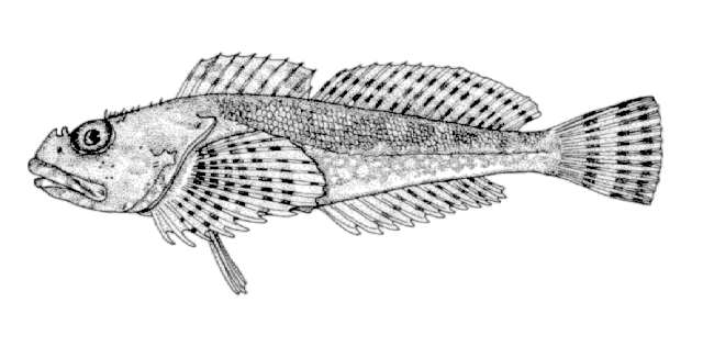 Artedius fenestralis