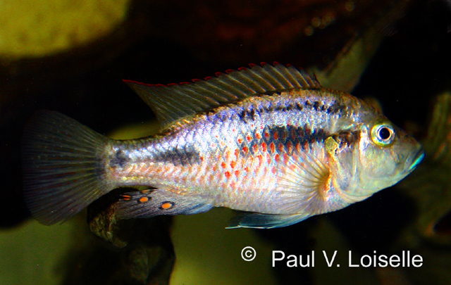 Astatotilapia flaviijosephi