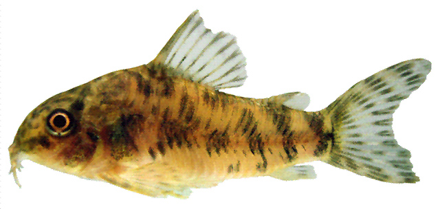 Aspidoras lakoi