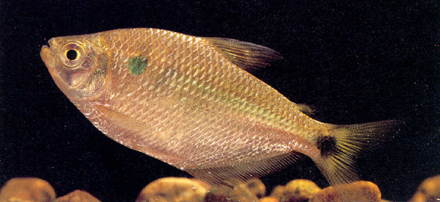 Astyanax magdalenae