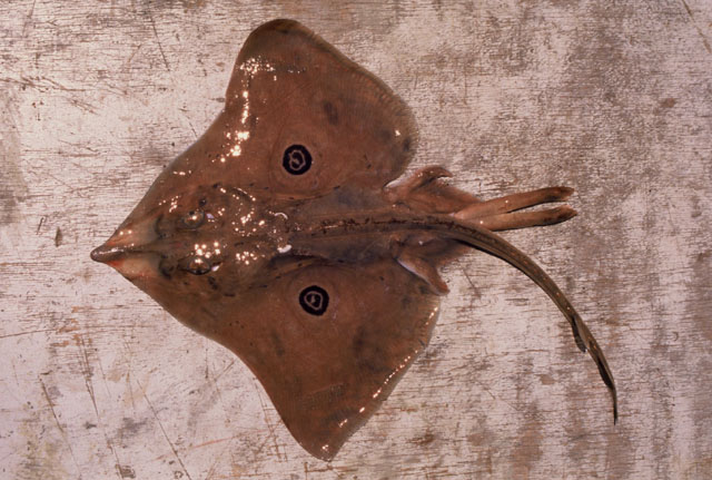 Atlantoraja cyclophora