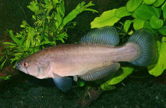 Austrolebias elongatus