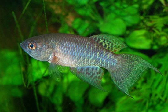 Austrofundulus leohoignei