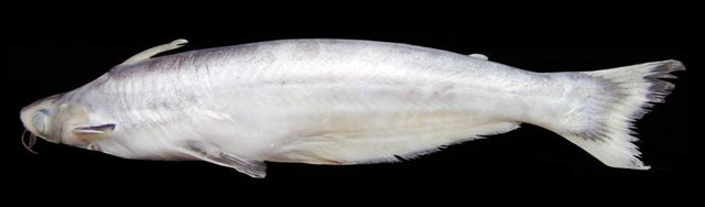 Auost_u0.jpg