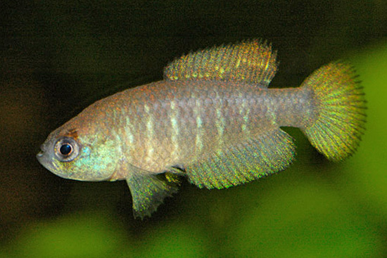 Austrolebias paucisquama