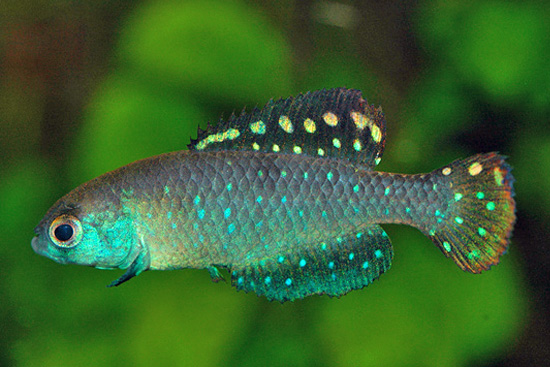 Austrolebias toba