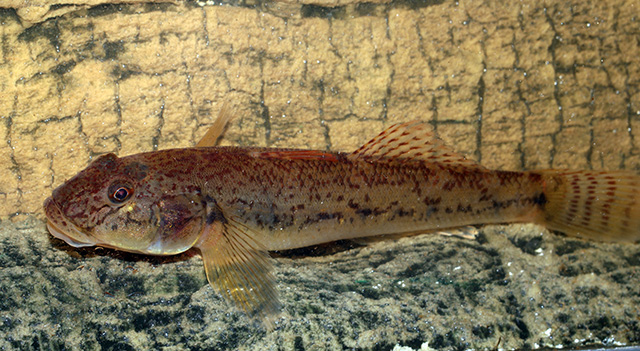 Awaous aeneofuscus