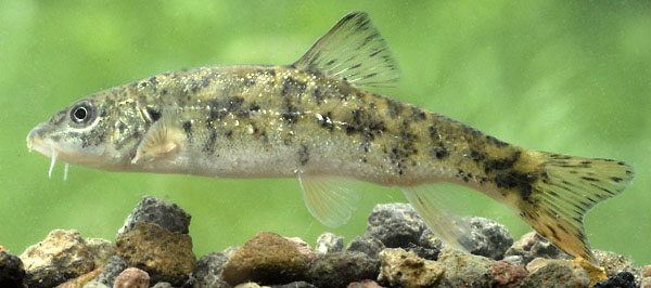 Barbus balcanicus