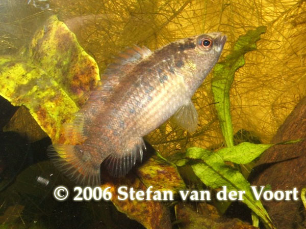 Badis blosyrus