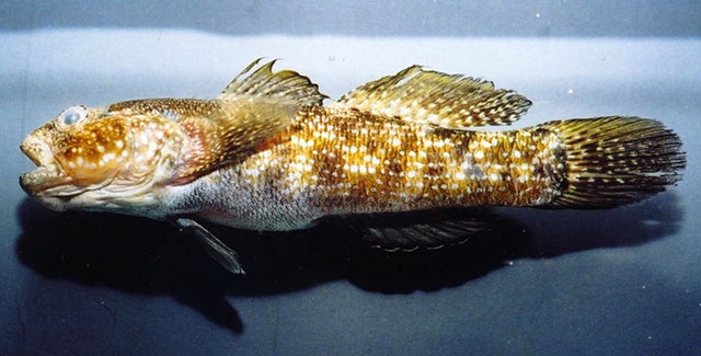 Babr_u0.jpg
