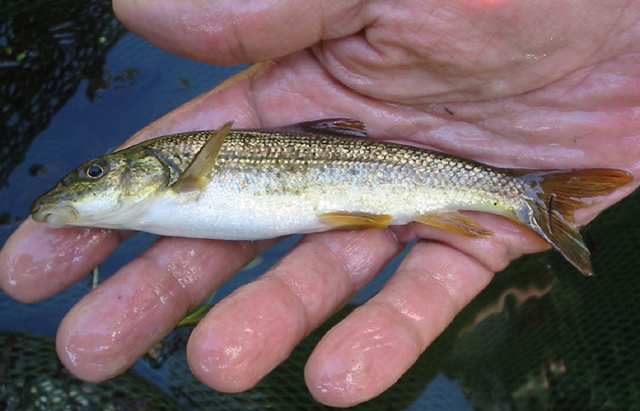 Barbus carpathicus