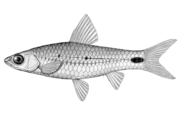 Enteromius caudosignatus