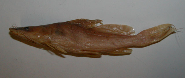 Bagrus filamentosus