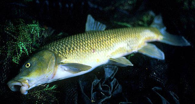 Luciobarbus graellsii