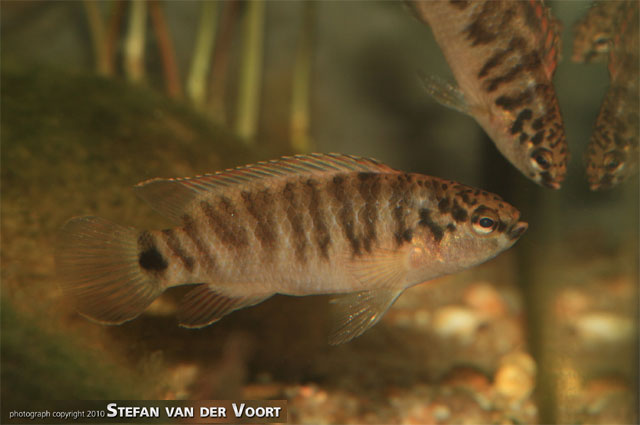 Badis juergenschmidti