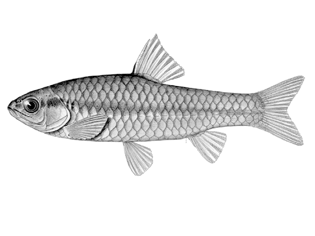 Enteromius kessleri