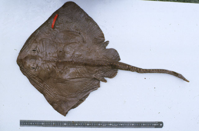 Bathyraja lindbergi