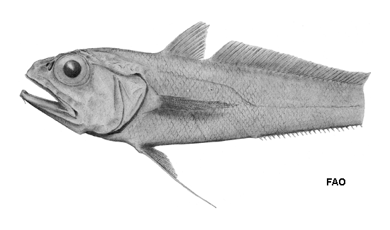 Bathygadus macrops