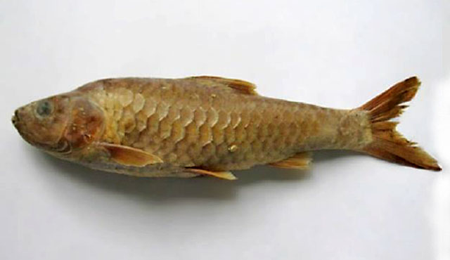 Barbodes manalak
