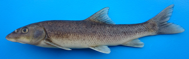 Barbus oligolepis