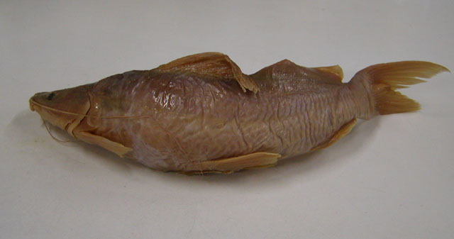 Baori_u0.jpg