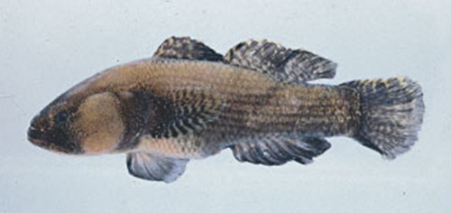 Bathygobius petrophilus