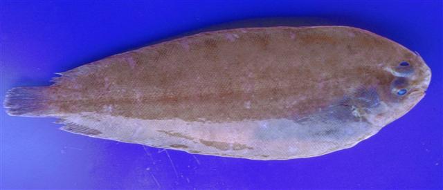 Bathysolea profundicola