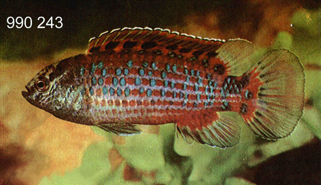 Badis ruber