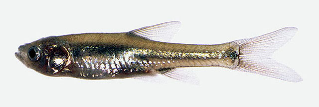 Baser_u0.jpg