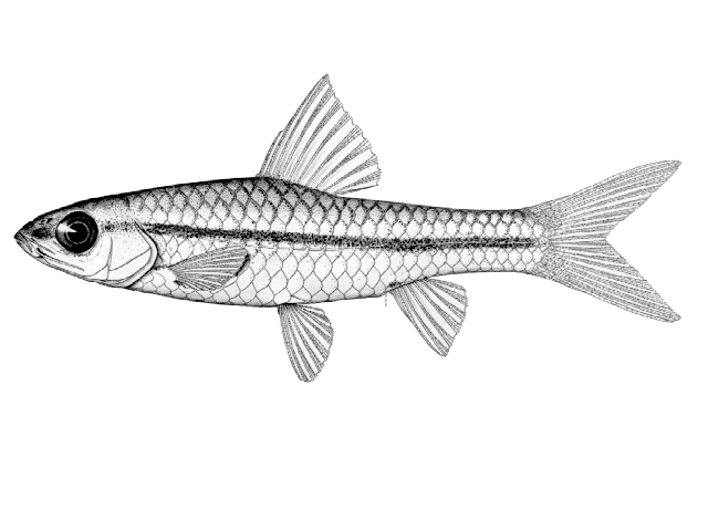 Enteromius thamalakanensis