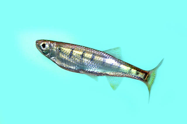 Opsarius tileo