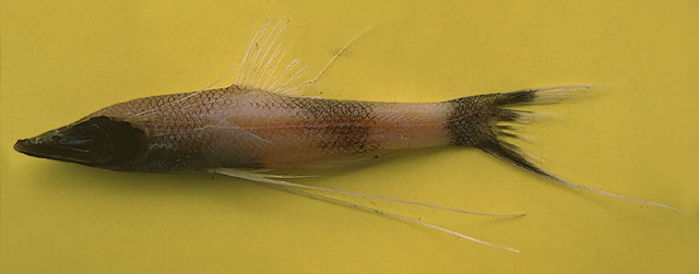 Bathypterois viridensis
