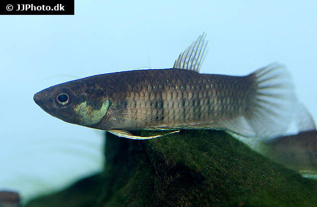 Betta breviobesa