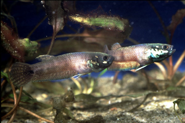 Betta ocellata