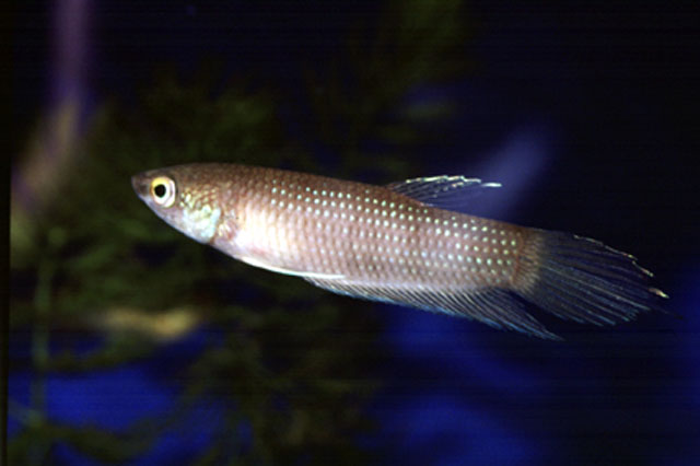 Betta pulchra