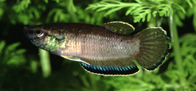 Betta simplex